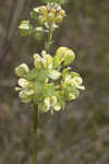 Largeflower milkweed